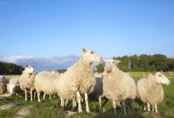 KLS Ugglarps satsar på svenskt lammkött