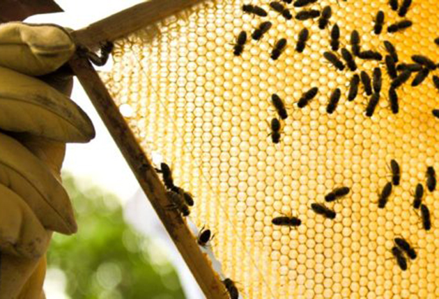 Honungens dag! Från bin som pollinerar Sverige