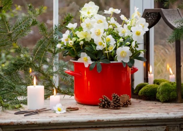 ​Svenskodlad julros – vackraste växten för entrén!