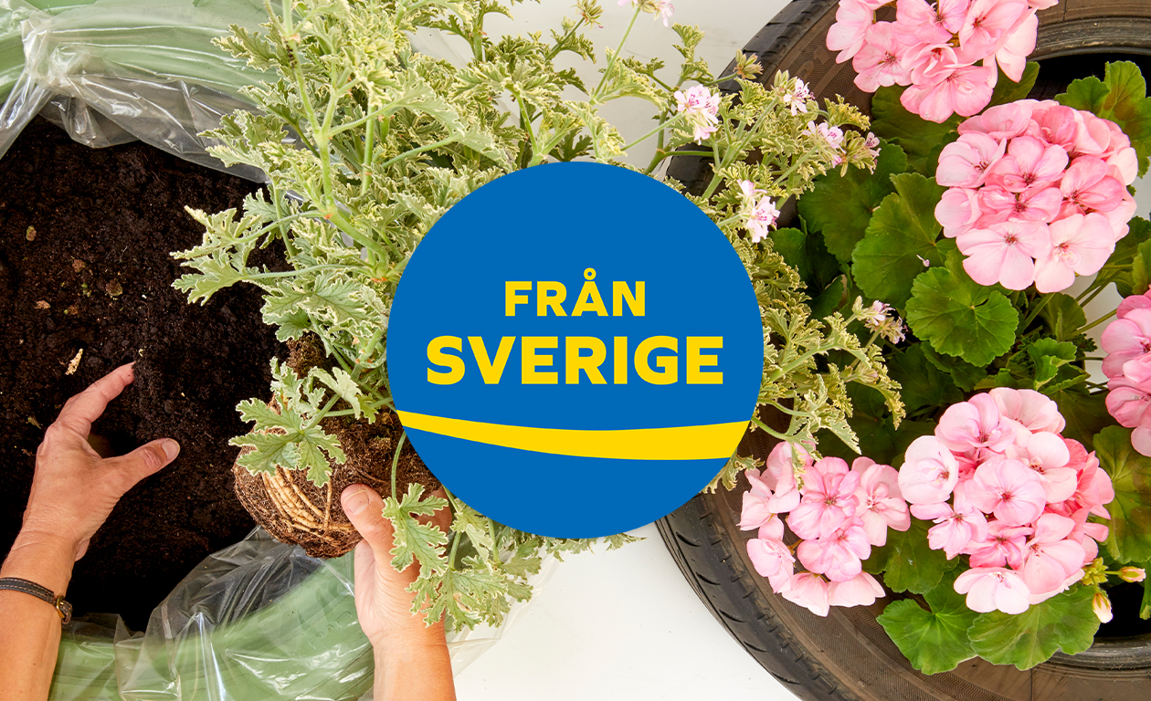 5 anledningar till att välja Från Sverige-märkta växter
