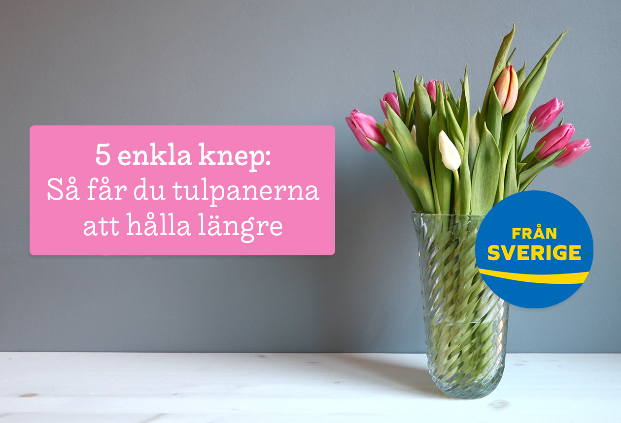 5 enkla knep: Så får du tulpanerna att hålla längre