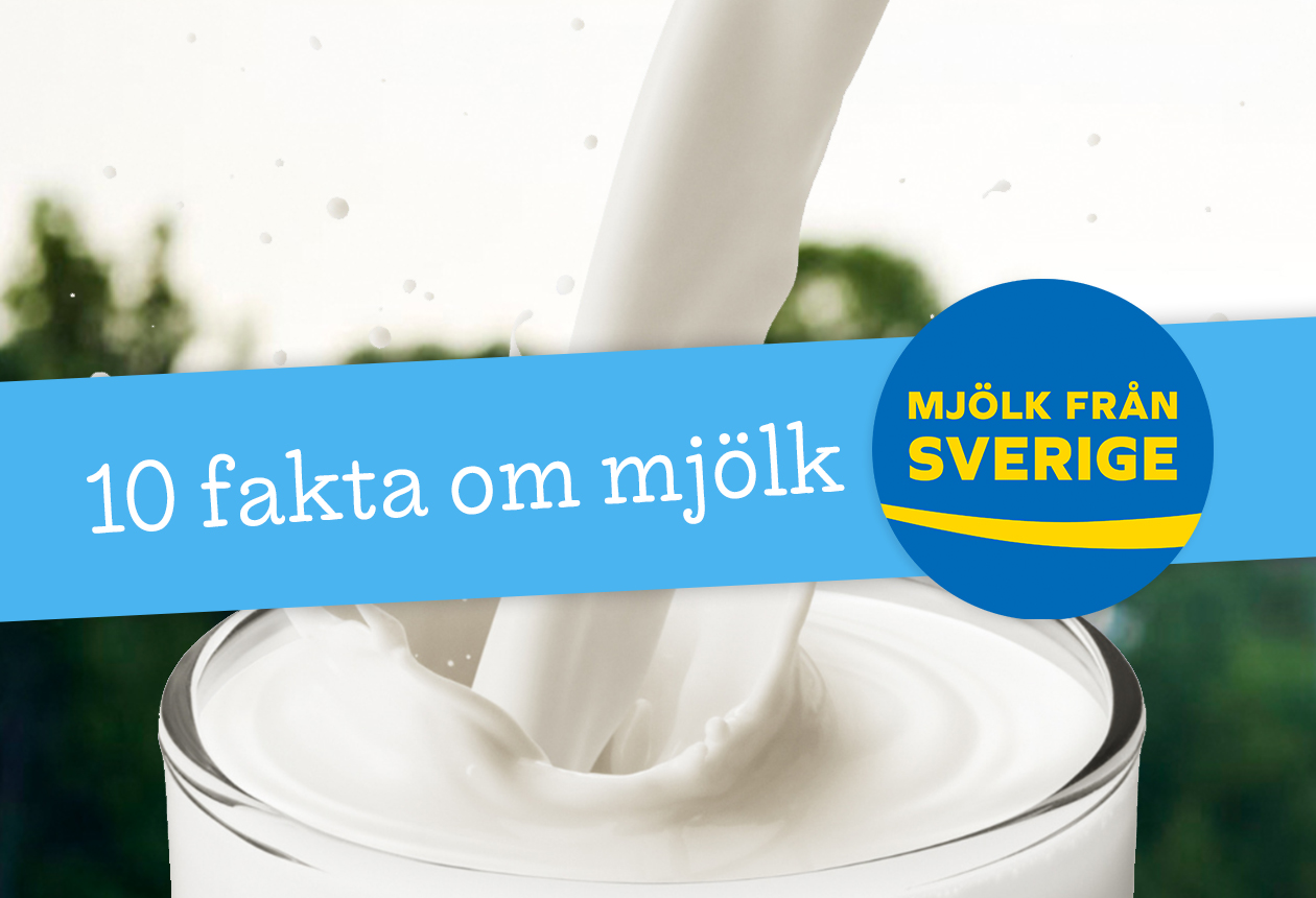 10 spännande fakta om svensk mjölk