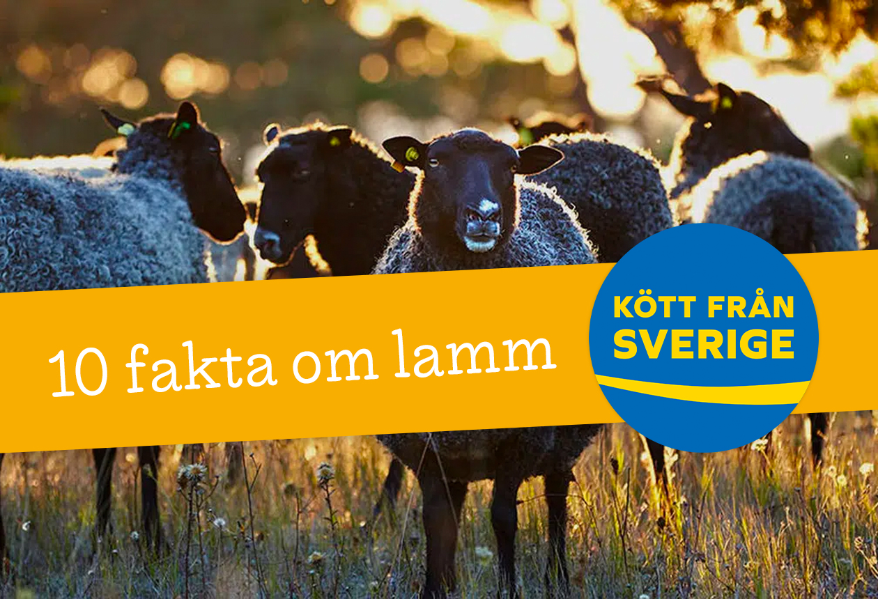 10 spännande fakta om svenskt lamm