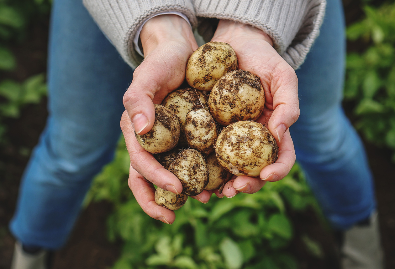 Potatisrapporten 2023: fler vill testa nya sorter