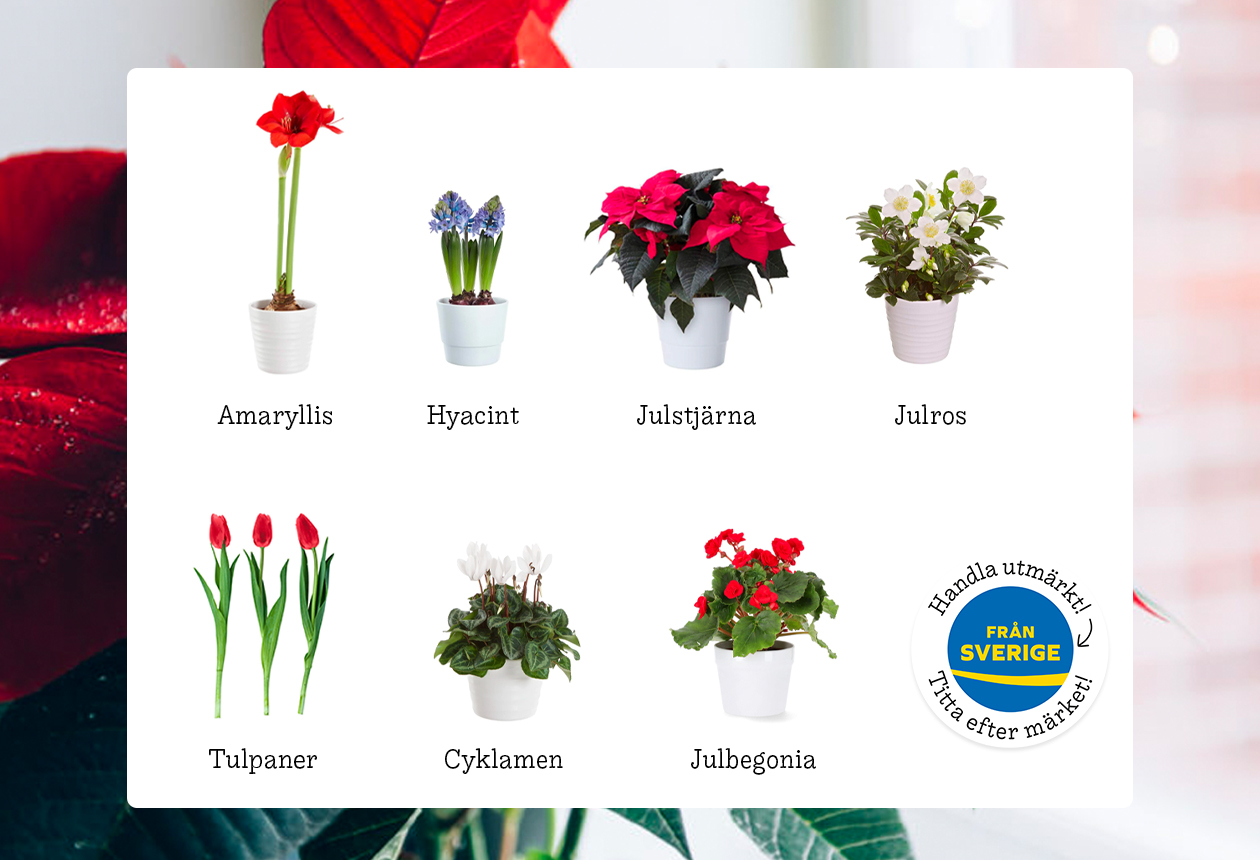 7 svenskodlade julblommor som skapar julstämning