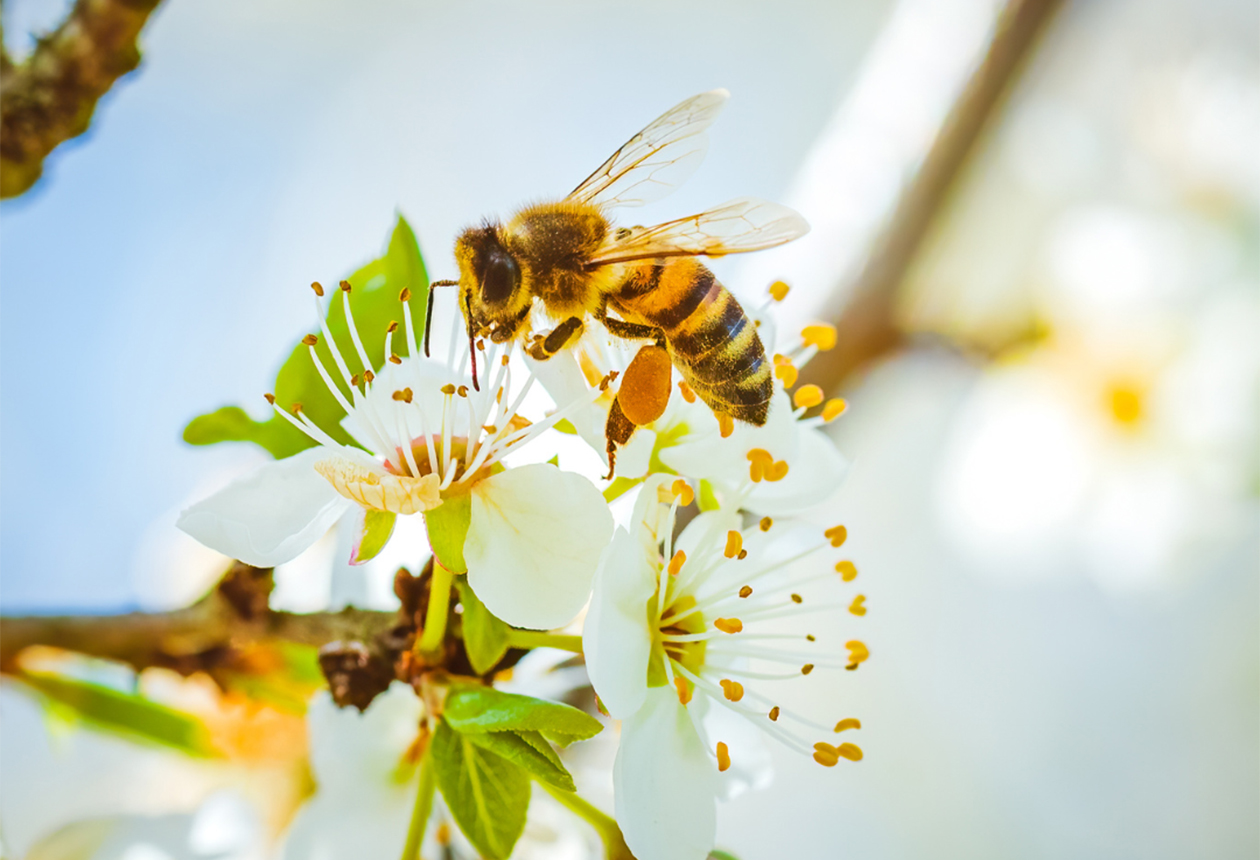 3 enkla tips – så hjälper du bina och andra pollinerare